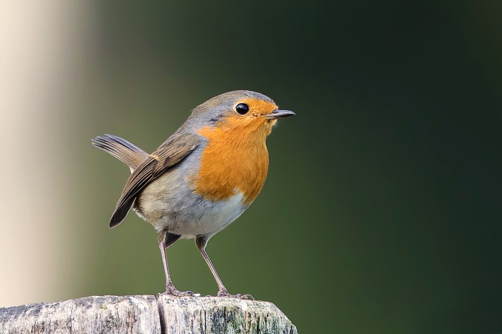 Robin on a pole