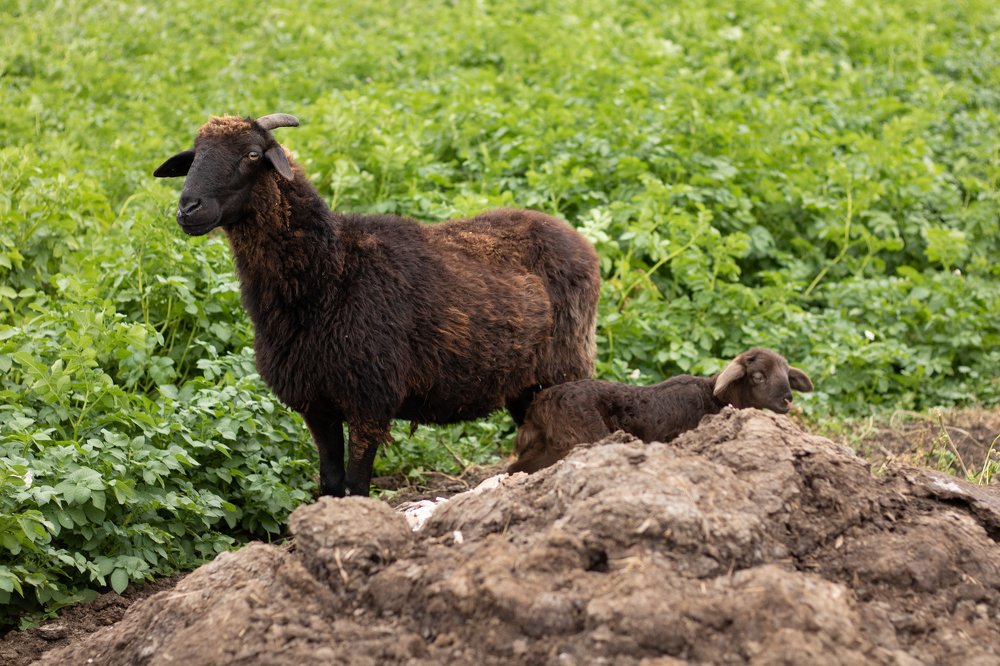 Photograph by Михаил Чмир