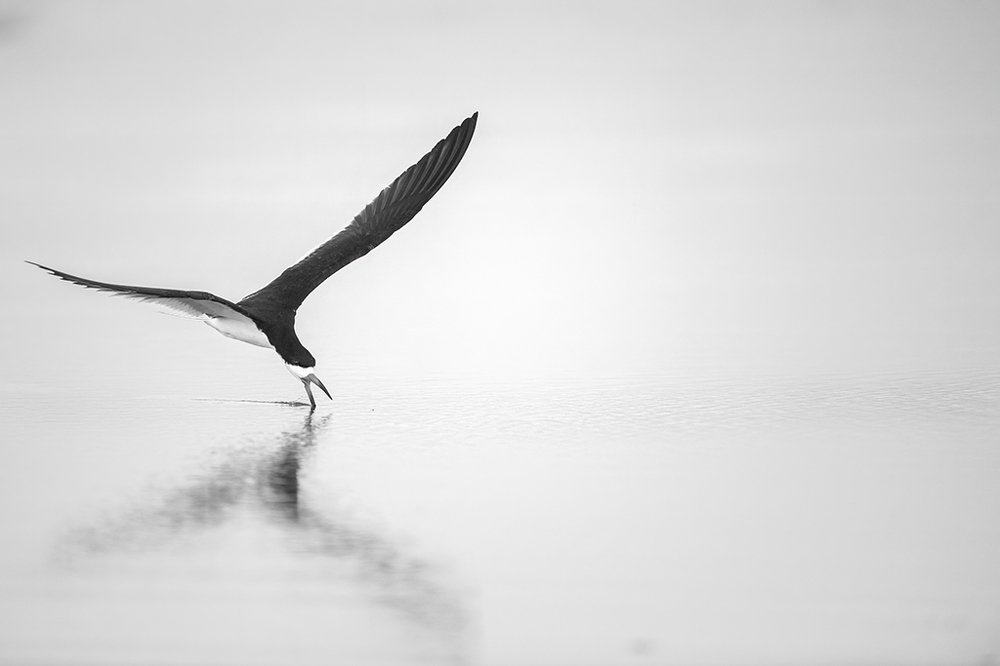 Skimmer - A portrait