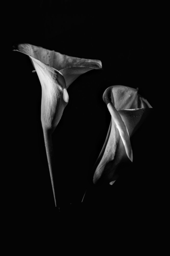 Photograph by Pina Romano