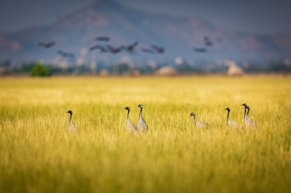 Photograph by Raghu Iyer S