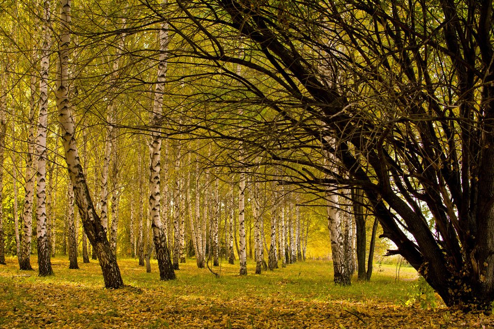 Photograph by Дмитрий Жижин