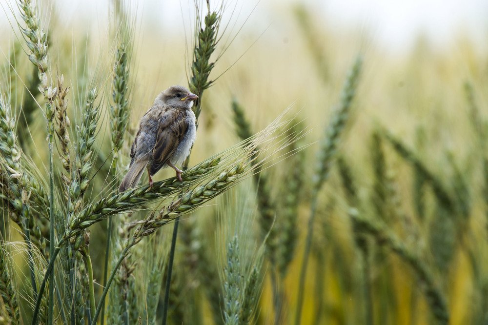 Photograph by Hashem Mohamed