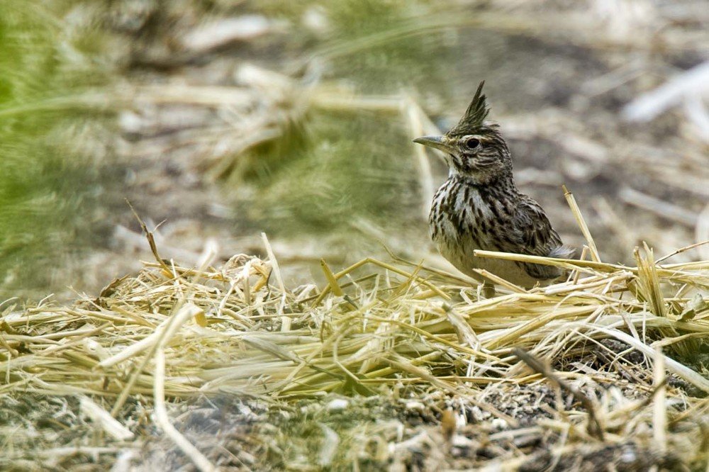 Photograph by Hashem Mohamed