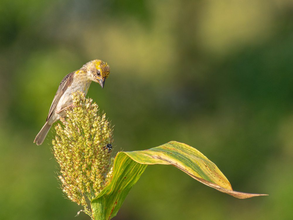 Photograph by Suman Paul