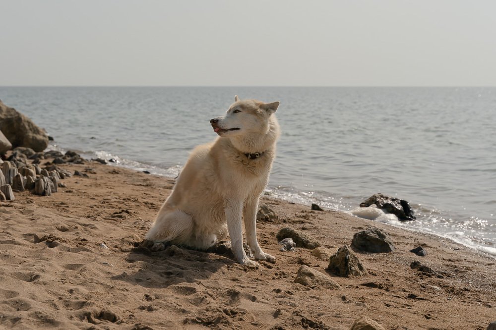Фотография автора Ольга Осипова