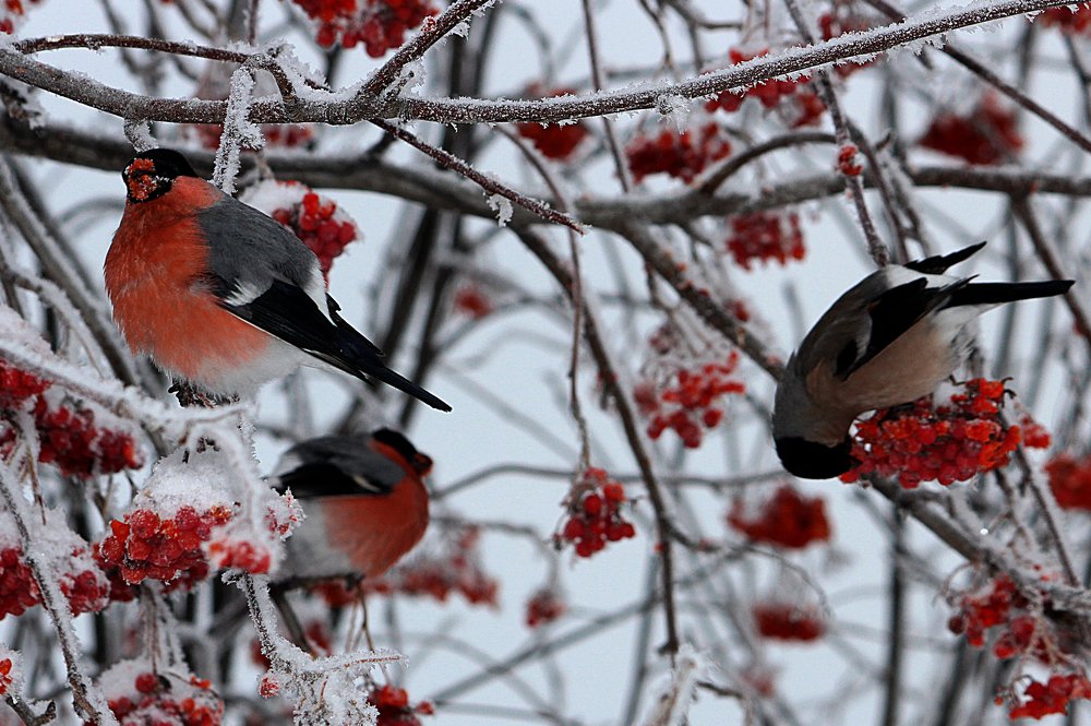 Photograph by Зоя Быкова