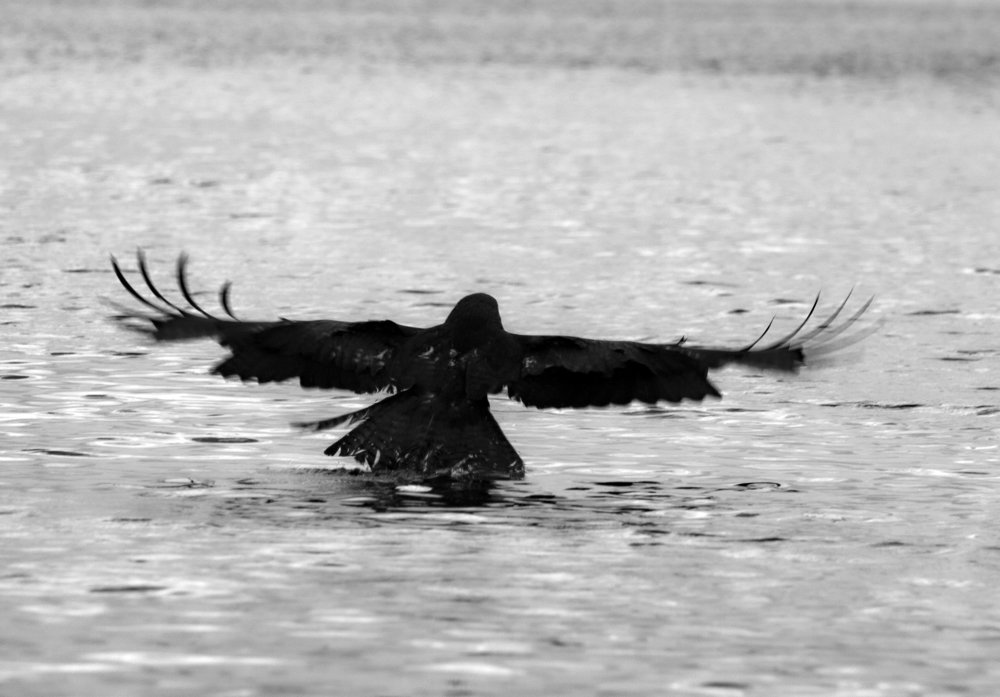 Photograph by петр чиков