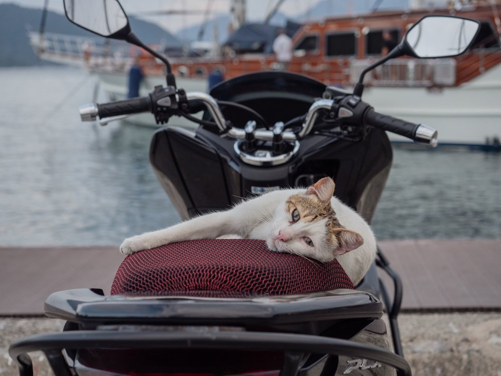 Photograph by Ольга Эркызан