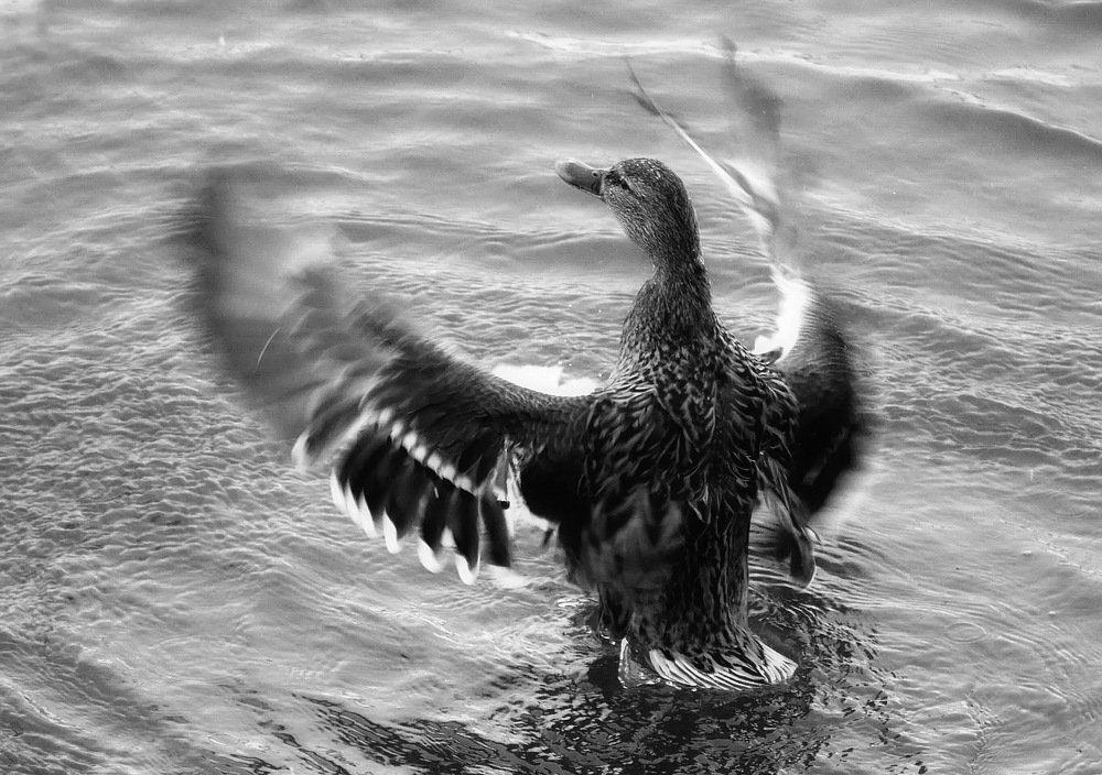 Photograph by Сергей Клапишевский