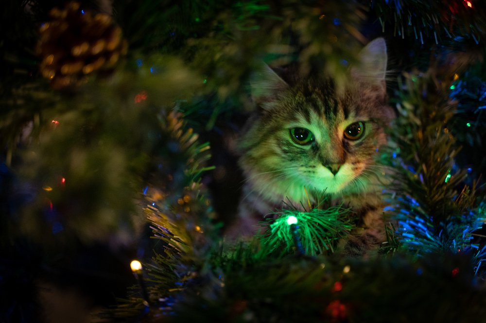 Photograph by Алексей Попович