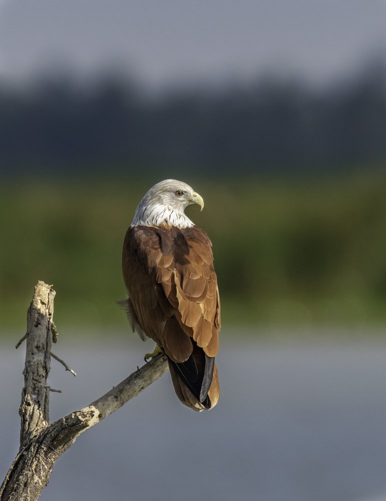 Brahminy Kite
