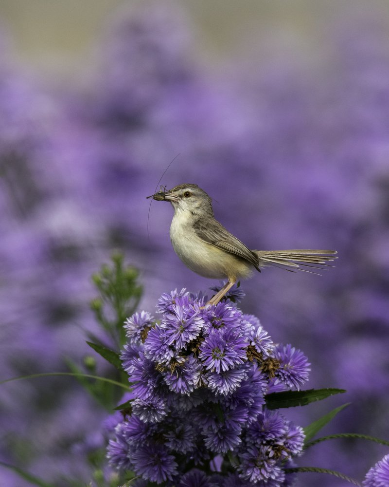 Ashy Prinia with catch