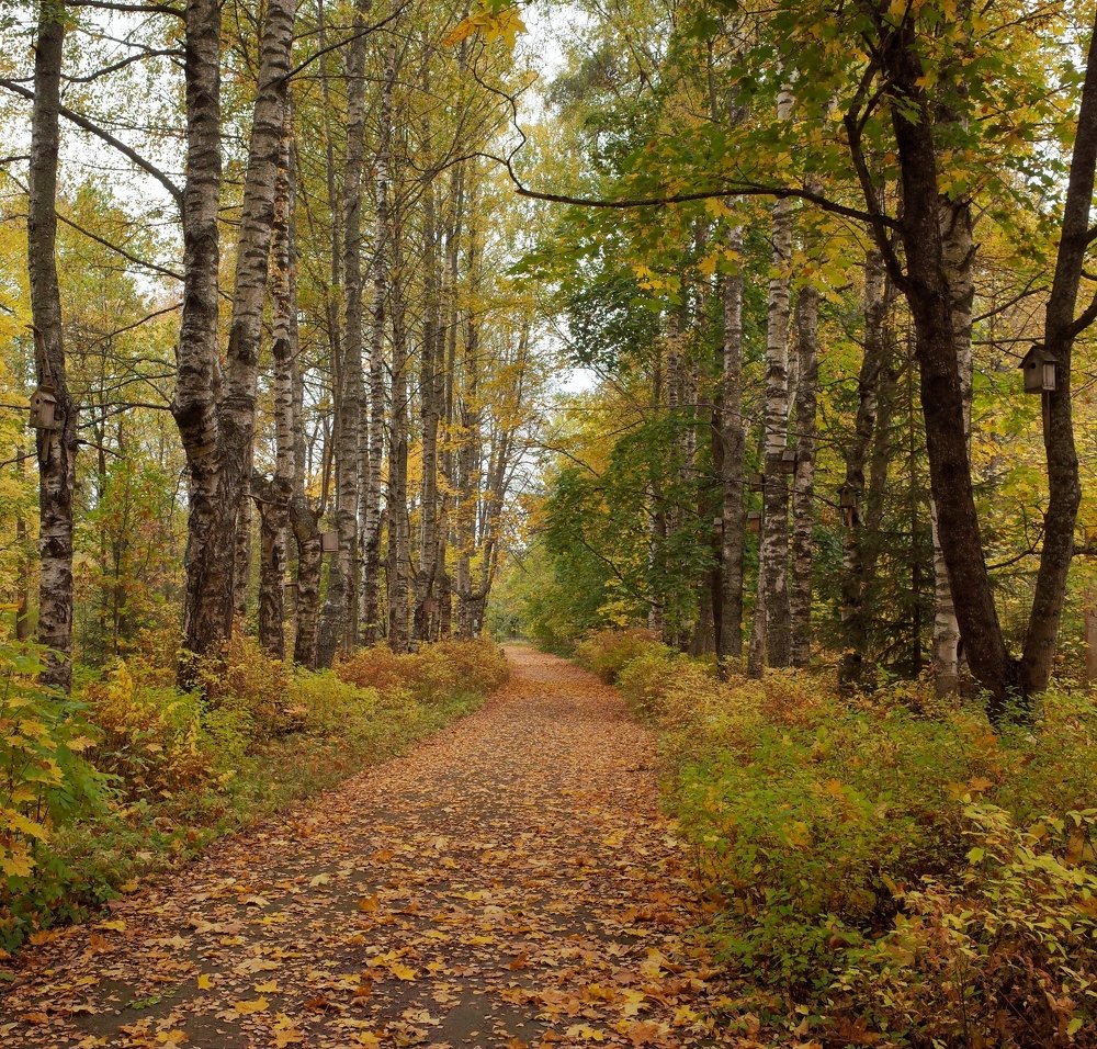 Аллея скворечников