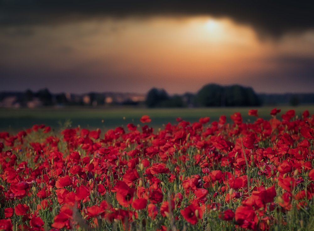 Photograph by Justas Gulbinskas