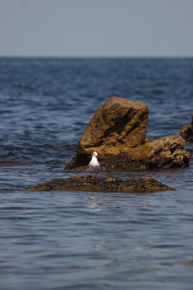 Photograph by Владимир Ясюкевич