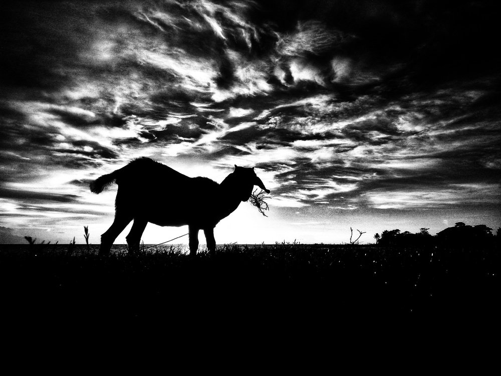 Photograph by Shorif Hossain Raju