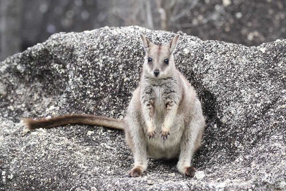 Маскировка