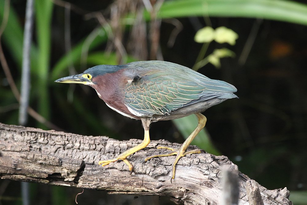 Зеленая кваква