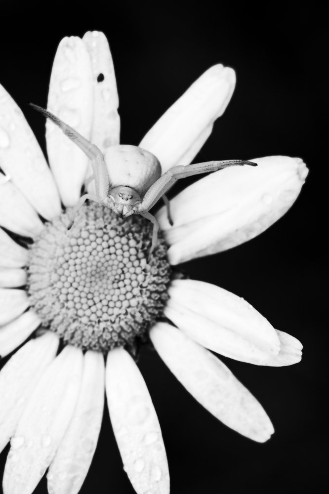 Фотография автора Josef Nový