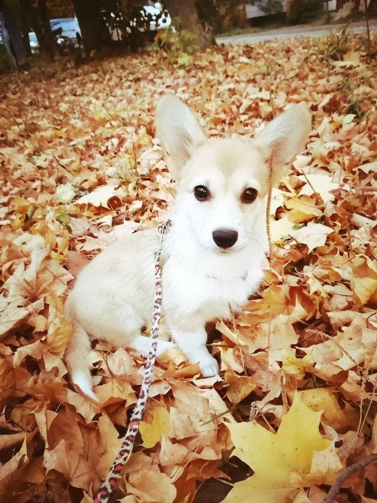 Фотография автора Кравцова Светлана