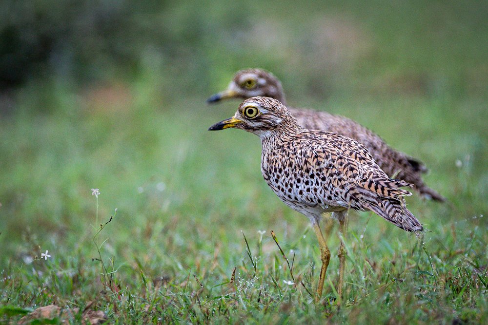 Photograph by AMARDEEP SINGH