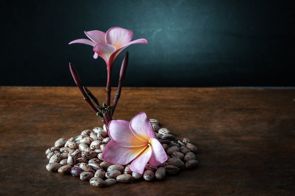 Frangipani stalk