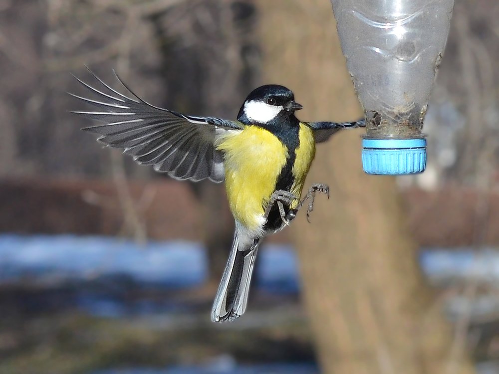 Полет и грация