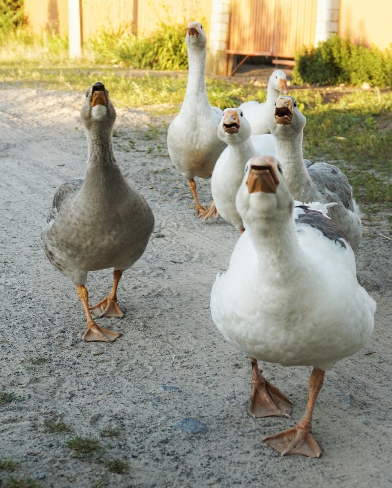 Photograph by Andreas Koff