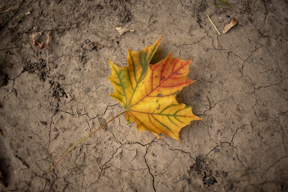 Осенний лист