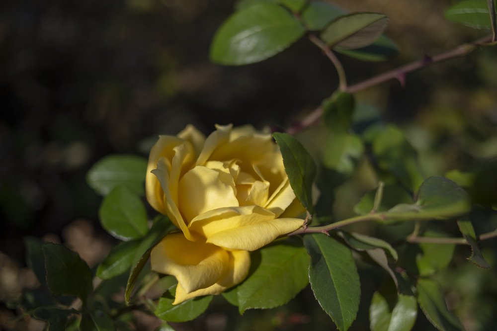 Чайная роза