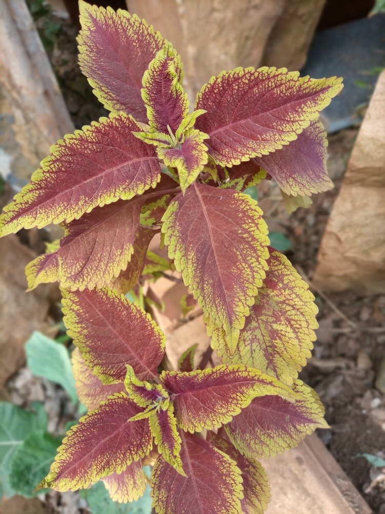 Nature the perfect art