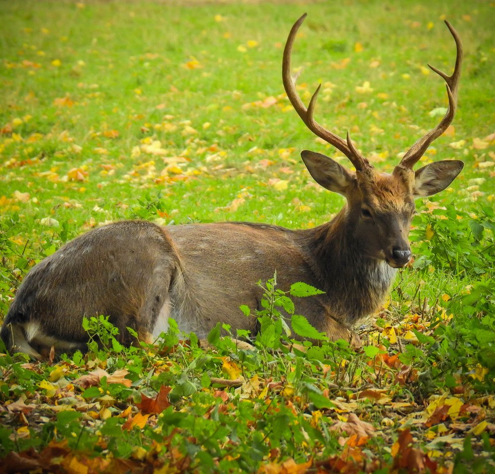 Photograph by Диана Бородзе