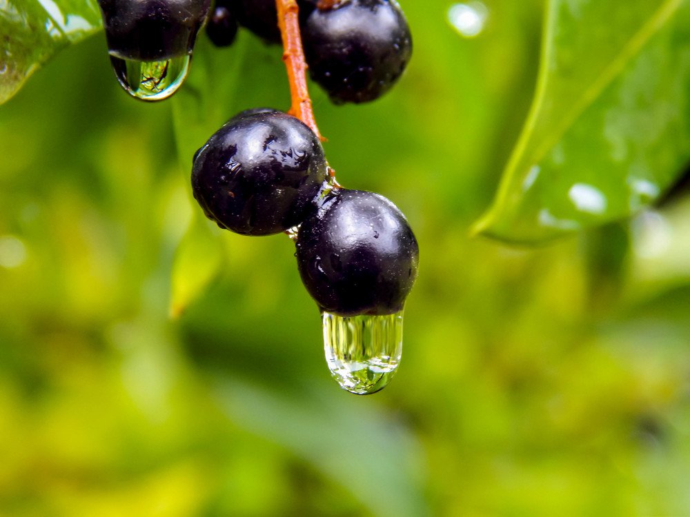 Photograph by Диана Бородзе