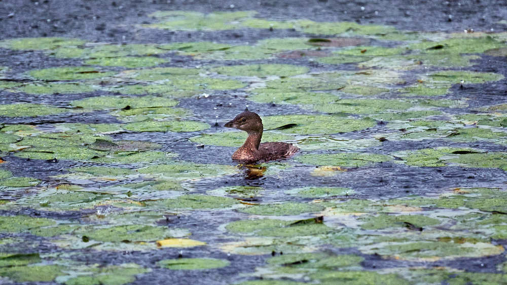 Photograph by Natalia Ghimp