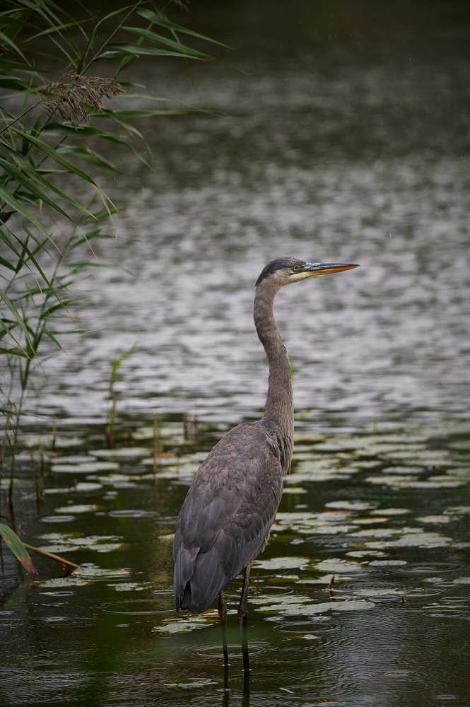 Photograph by Natalia Ghimp