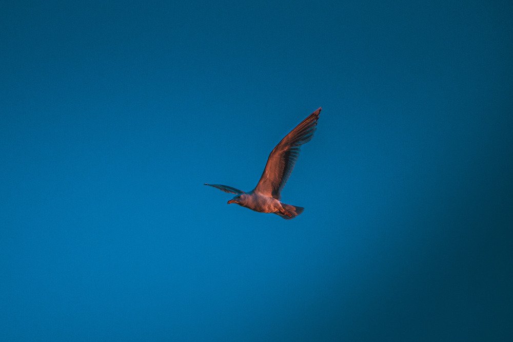 Photograph by Виталий Лангуев