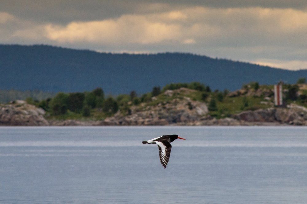 Photograph by Виталий Лангуев