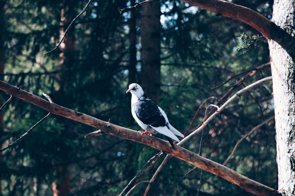 Photograph by Виталий Лангуев