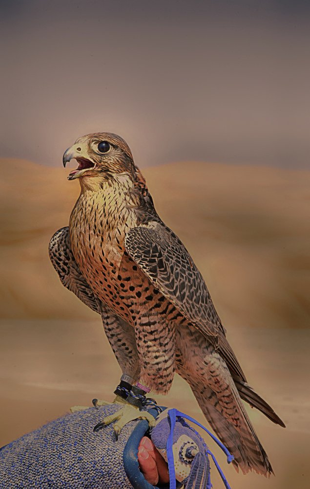 Фотография автора yomn