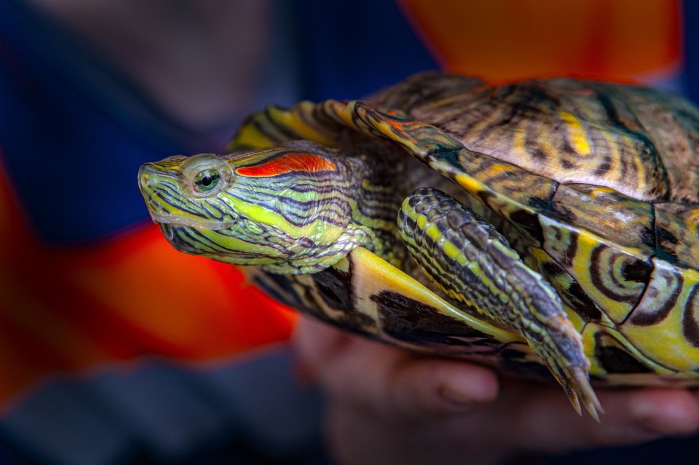 Photograph by петр чиков