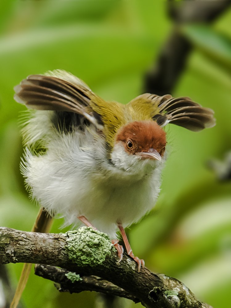 Photograph by Sarath De Vass Gunawardane