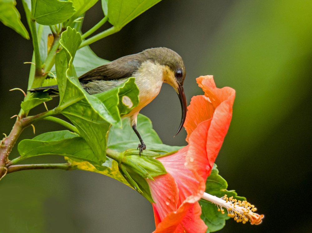 Photograph by Sarath De Vass Gunawardane