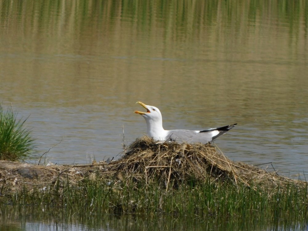 Photograph by Сергей Чеченов