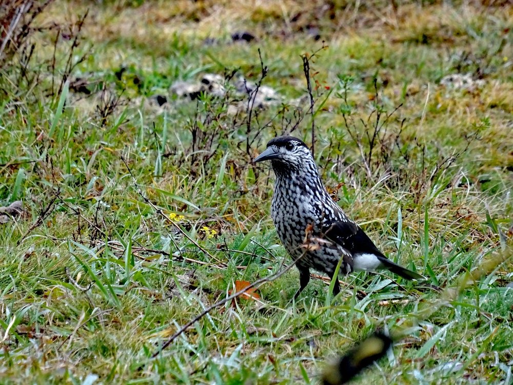 Photograph by Марина Пшен