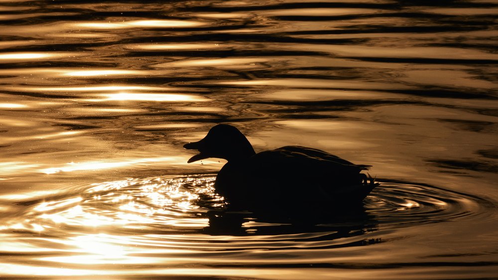 Photograph by Виталий Хайлов