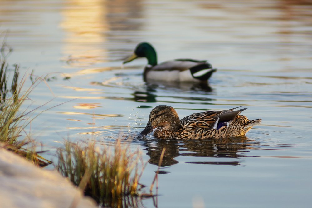 Photograph by Виталий Хайлов