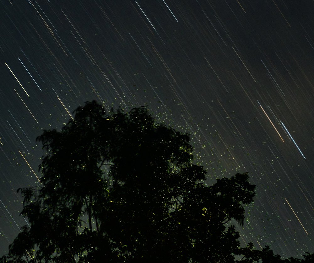 fireflies in habitat