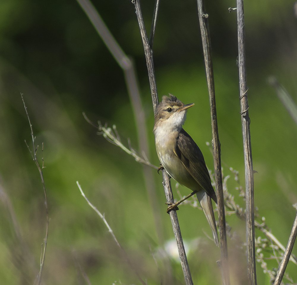 Фотография автора Валентин Амфитеатров