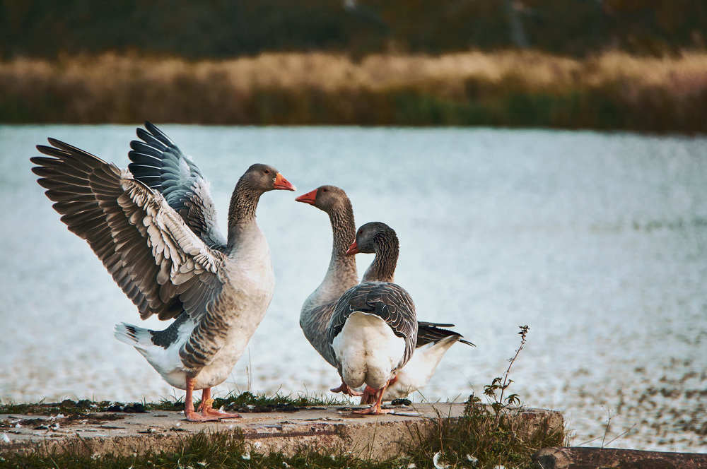 Photograph by Виталий Хайлов
